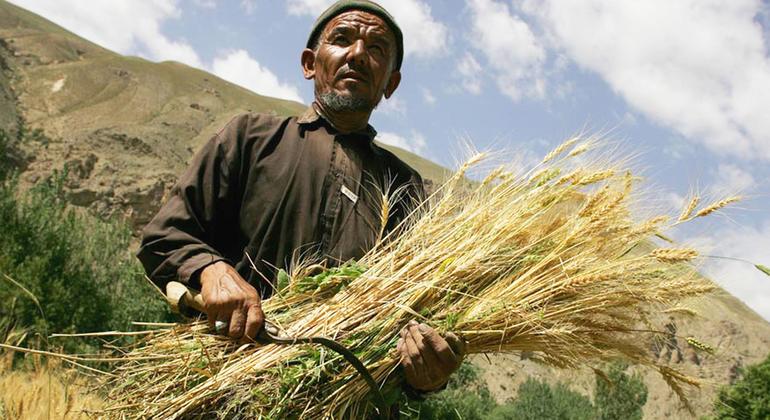 Afghanistan: World Bank provides $150 million lifeline to stem rural hunger  |
