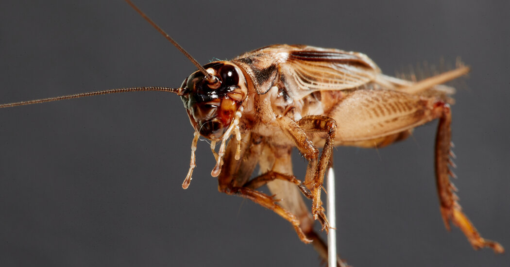 The Mysterious Dance of the Cricket Embryos