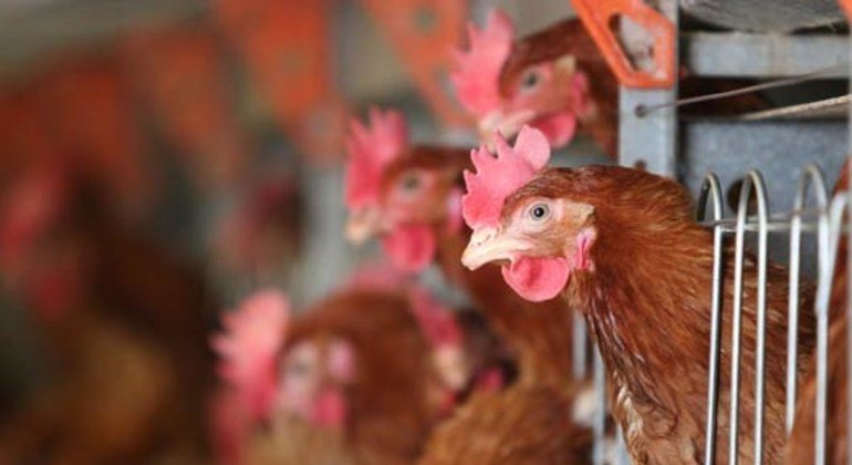 Avian flu reappears in Cambodia, UN health agency warns